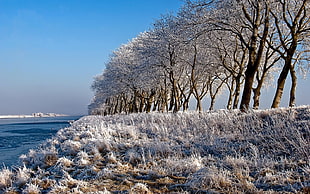 low-angle photo of grass and trees cape by snow near body of water