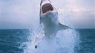 great white shark, shark, Great White Shark, animals, sea HD wallpaper