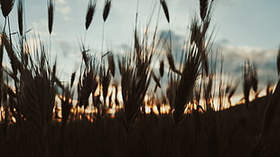 silhouette of grasses photo