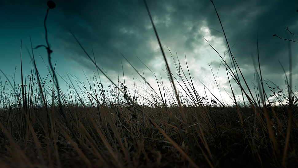 green grass field, plants, sky, clouds HD wallpaper