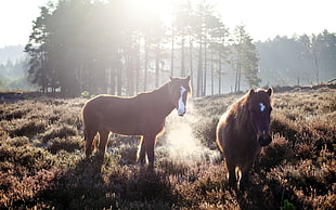 two brown horses in a brown grass field during dawn