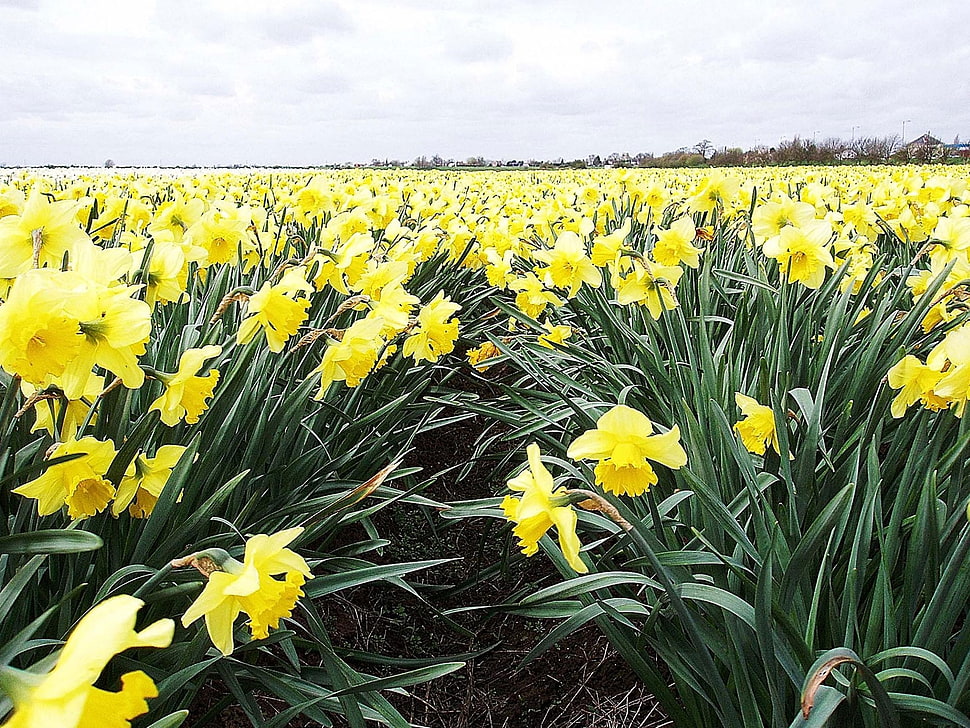 yellow daffodil flower field at daytime HD wallpaper