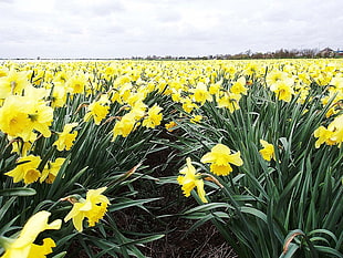 yellow daffodil flower field at daytime