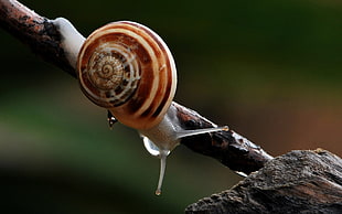 brown and white snail HD wallpaper