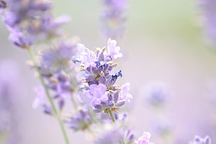 macro shot of purple flower during daytime HD wallpaper