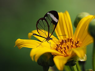 black butterfly on yellow petaled flower