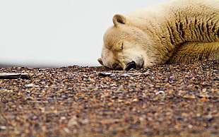 shallow focus of polar bear sleeping