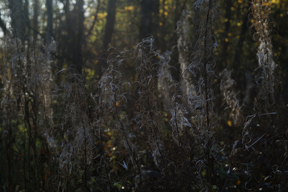 dried leaf plant, nature, plants, fall, october HD wallpaper