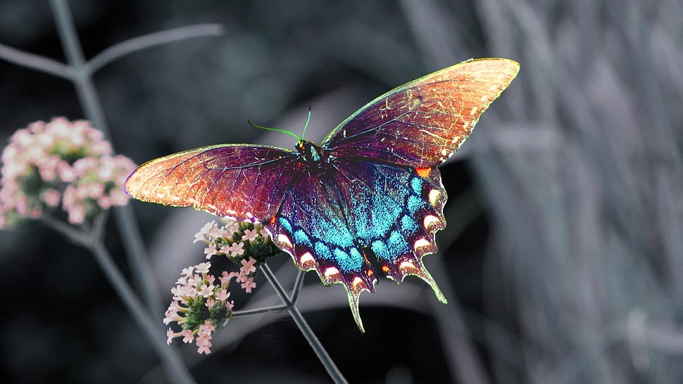 blue and purple swallowtail butterfly HD wallpaper