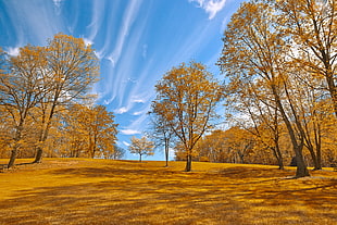 photo of trees on brown grass fields, meadowlark