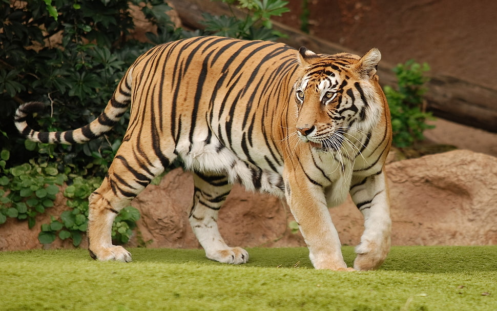 Portrait of tiger HD wallpaper