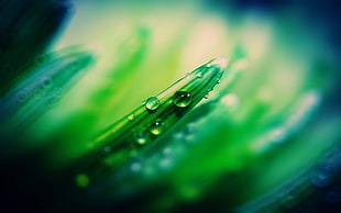 micro photography of green leaf