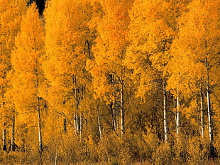 yellow tall trees HD wallpaper