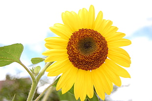 micro photography of Sunflower