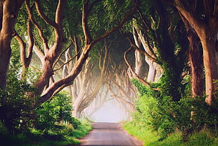 green trees, Ireland, road, trees, landscape