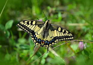 yellow and black winged butterfly in macro shot photography