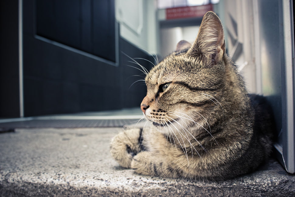 photo of silver Tabby cat HD wallpaper