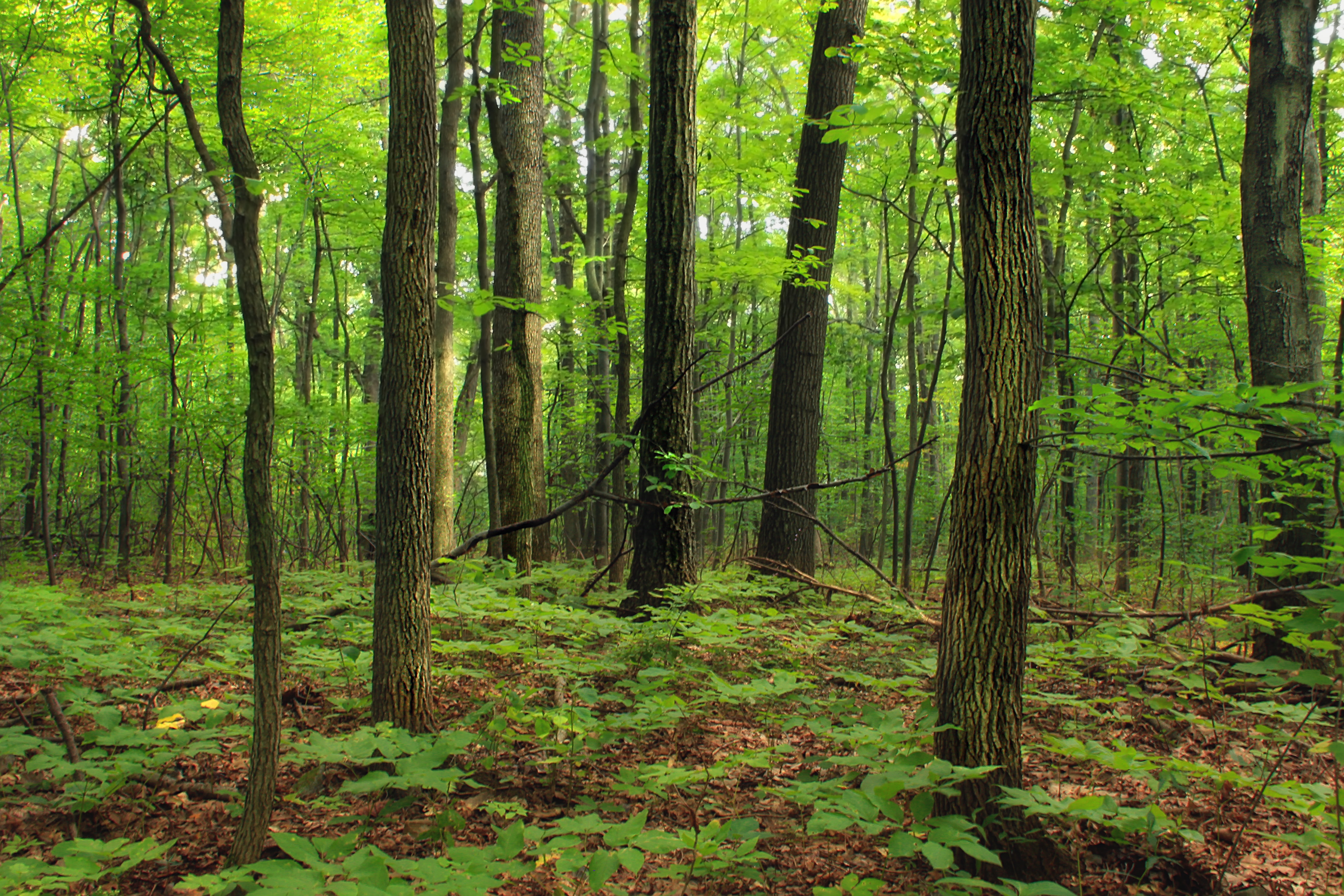 photography of green forest during day time