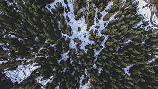 sky view pine trees