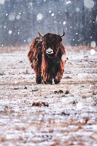 brown yak, nature, bison, snow, animals HD wallpaper