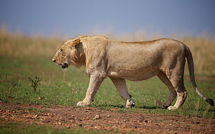 brown lion on field photo