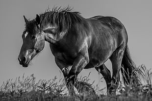 animal grayscale photography of horse HD wallpaper