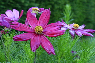 pink and red cosmos flowers HD wallpaper
