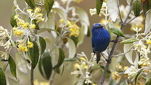 blue bird perching on plant photography HD wallpaper