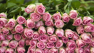 pink rose lot
