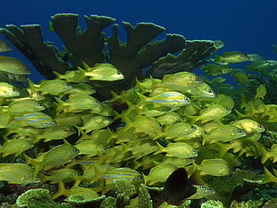 shoal of fish, sea, underwater, coral, fish HD wallpaper