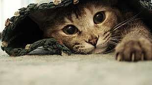 gray tabby kitten, Ben Torode, animals HD wallpaper