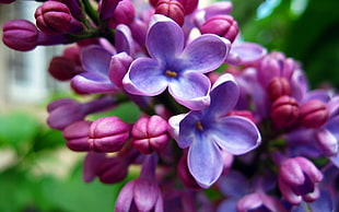 closeup photography of purple petaled flowers HD wallpaper