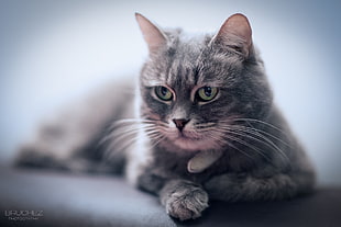 tilt photography of gray cat