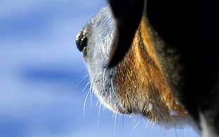 Greater Swiss Mountain Dog HD wallpaper