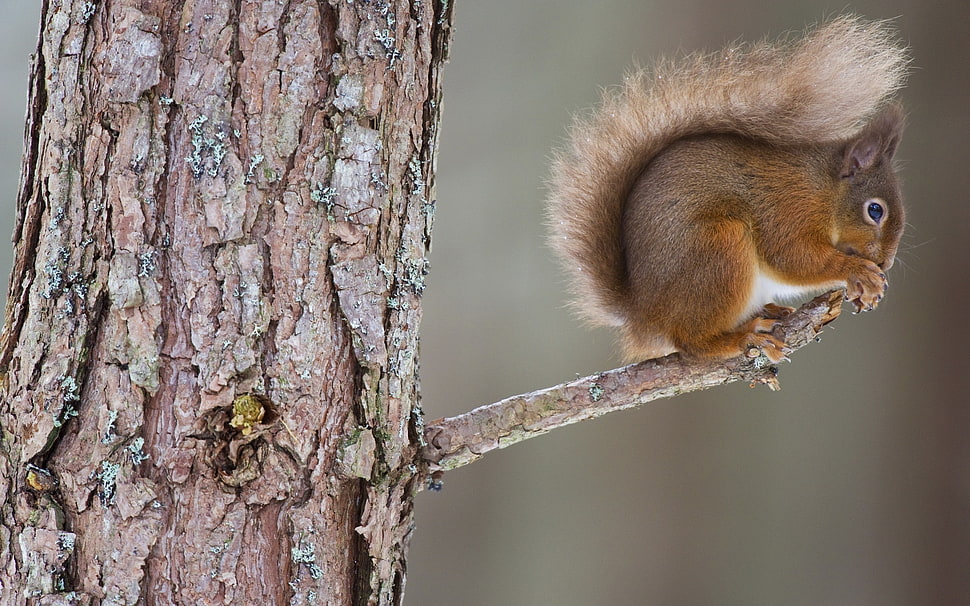 brown squirrel on tree banch HD wallpaper