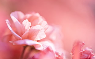 pink flowers, nature HD wallpaper