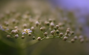 white flower buds shallow focus photography HD wallpaper