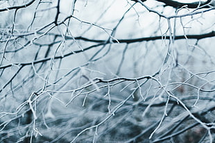closeup of frozen tree branch