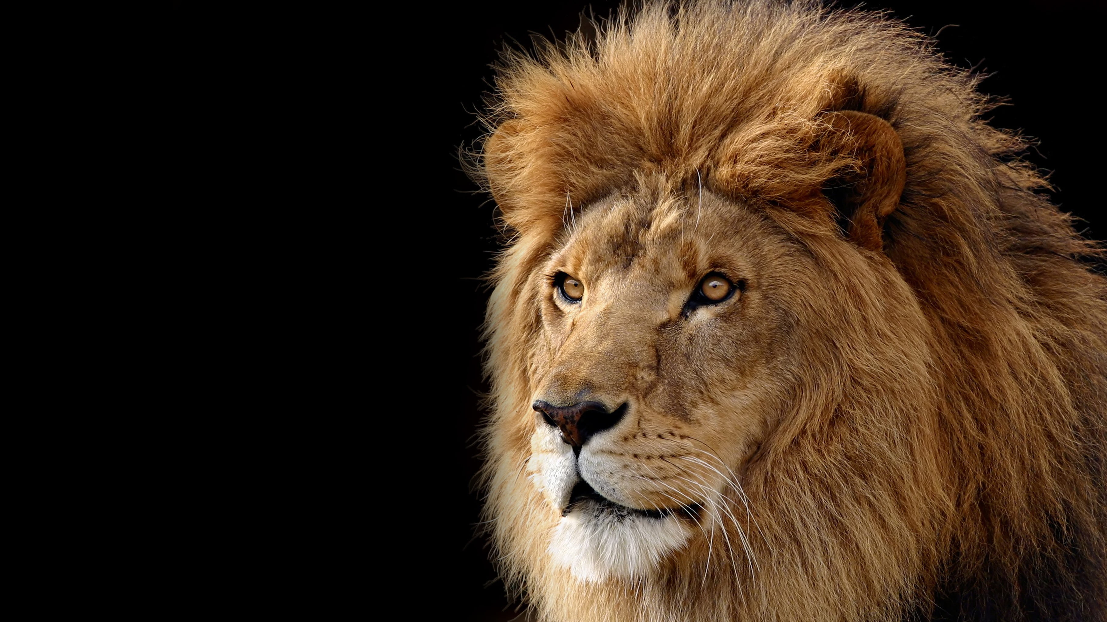 Lion digital wallpaper, lion, black background, animals, big cats HD  wallpaper | Wallpaper Flare