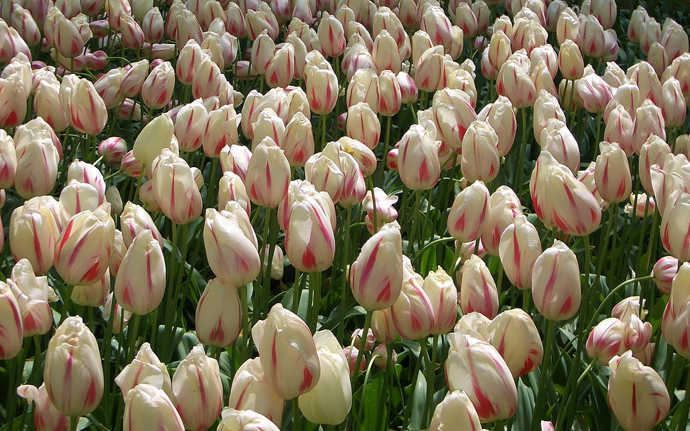 white and pink tulip flower field HD wallpaper