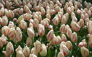 white and pink tulip flower field HD wallpaper