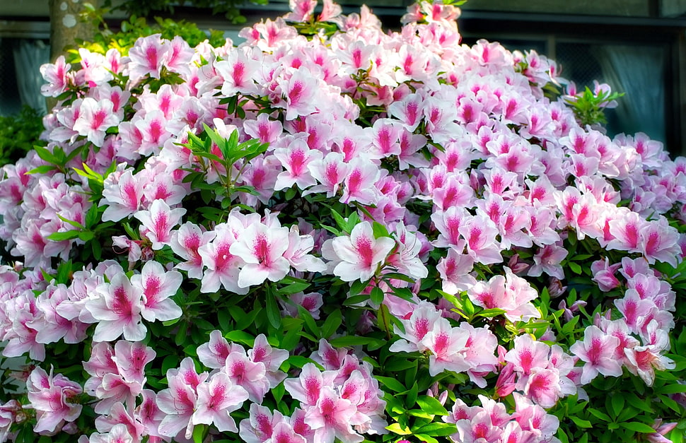 white-and-pink Azalea flowers HD wallpaper