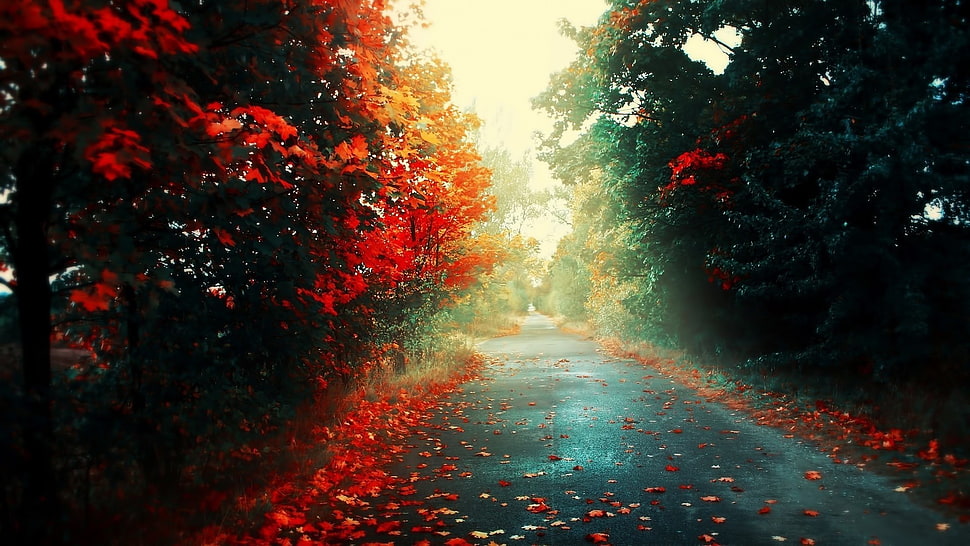 empty road with red flower trees at daytime HD wallpaper