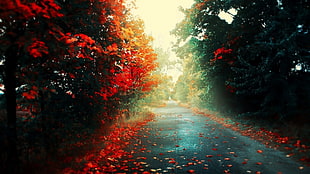 empty road with red flower trees at daytime
