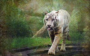 gray Tiger HD wallpaper