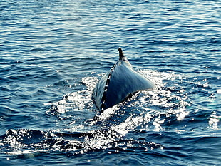 blue fish in the water, humpback, whale