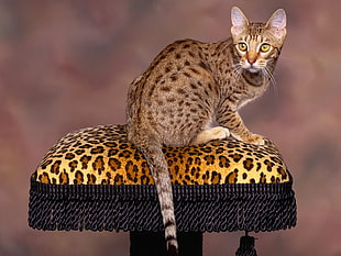 brown tabby cat on leopard printed ottoman chair