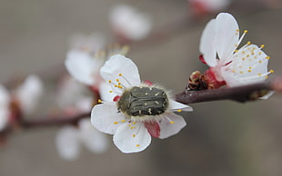 bee on flower close up photo HD wallpaper