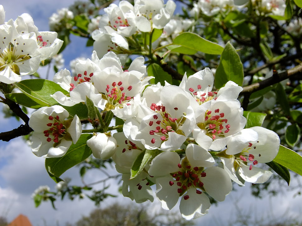 white fruit blossoms close up photography HD wallpaper