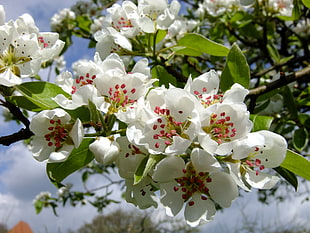 white fruit blossoms close up photography